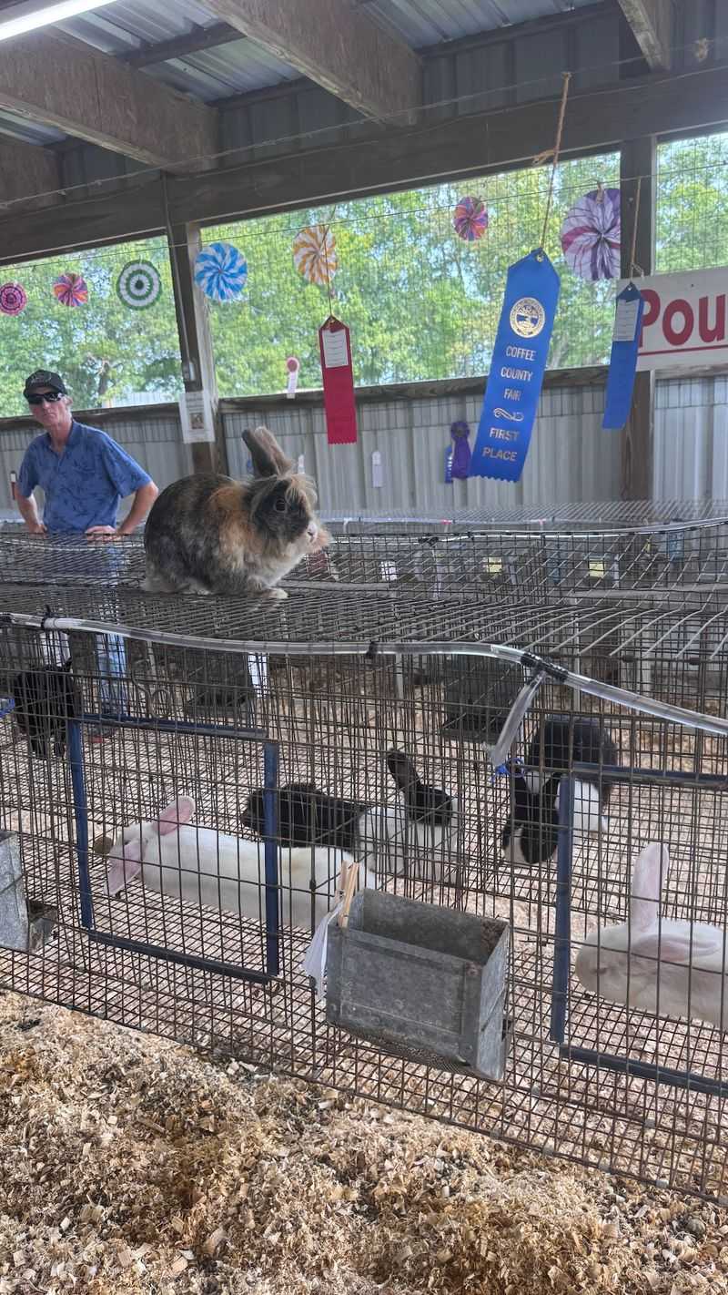 Livestock Barns And The Business Of Feeding America