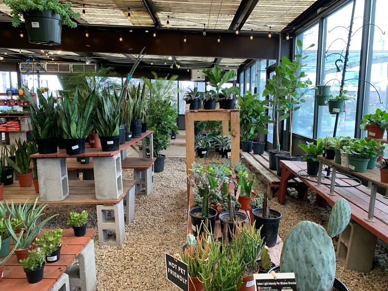 Seasonal Plants And Holiday Decor Worth Timing Your Visit Around