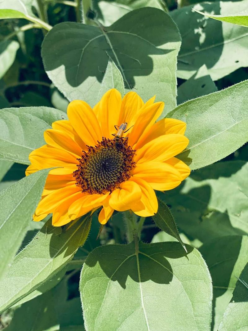 The Butterfly Release That Ends The Day Softly