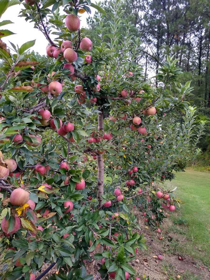 Strawberries In Spring, Apples In Fall