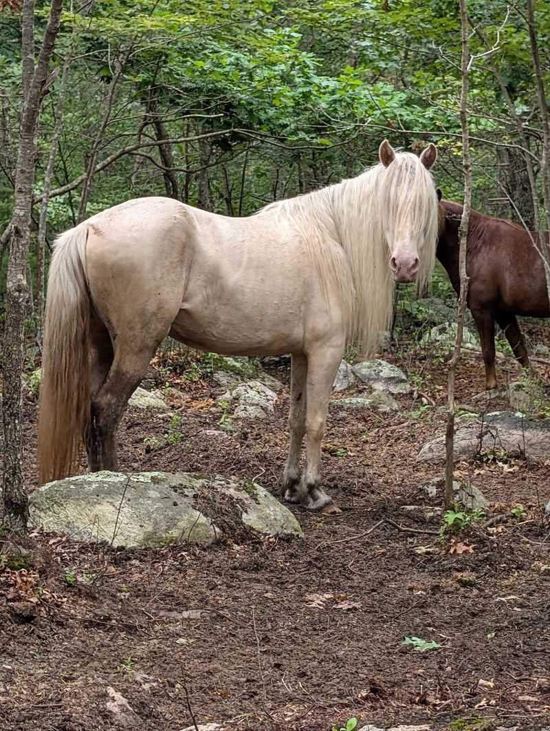 Guided Woodland Walks Alongside The Herd