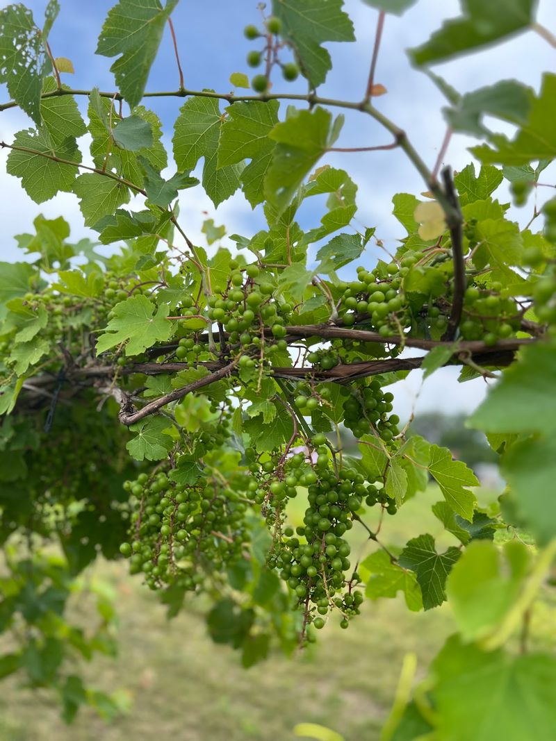 Grape Varieties Built For Different Flavor Profiles