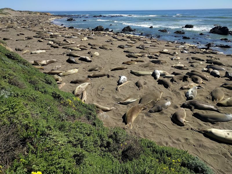 Elephant Seals And Whales Just Up The Road