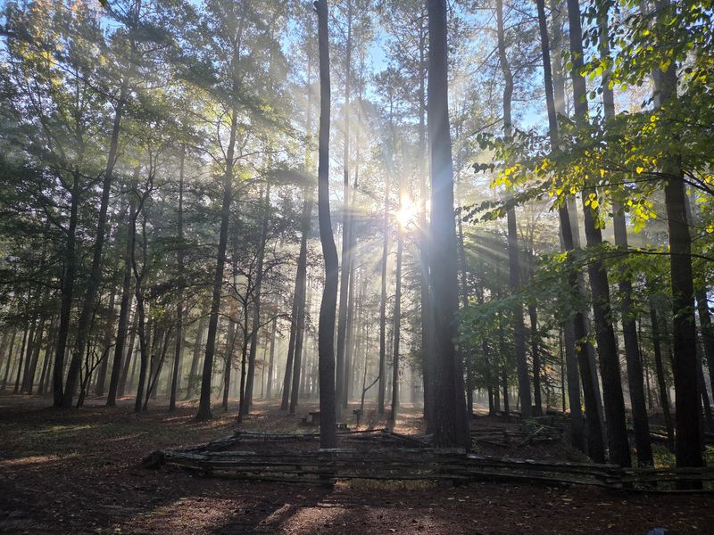 Trails That Let The Forest Do The Talking
