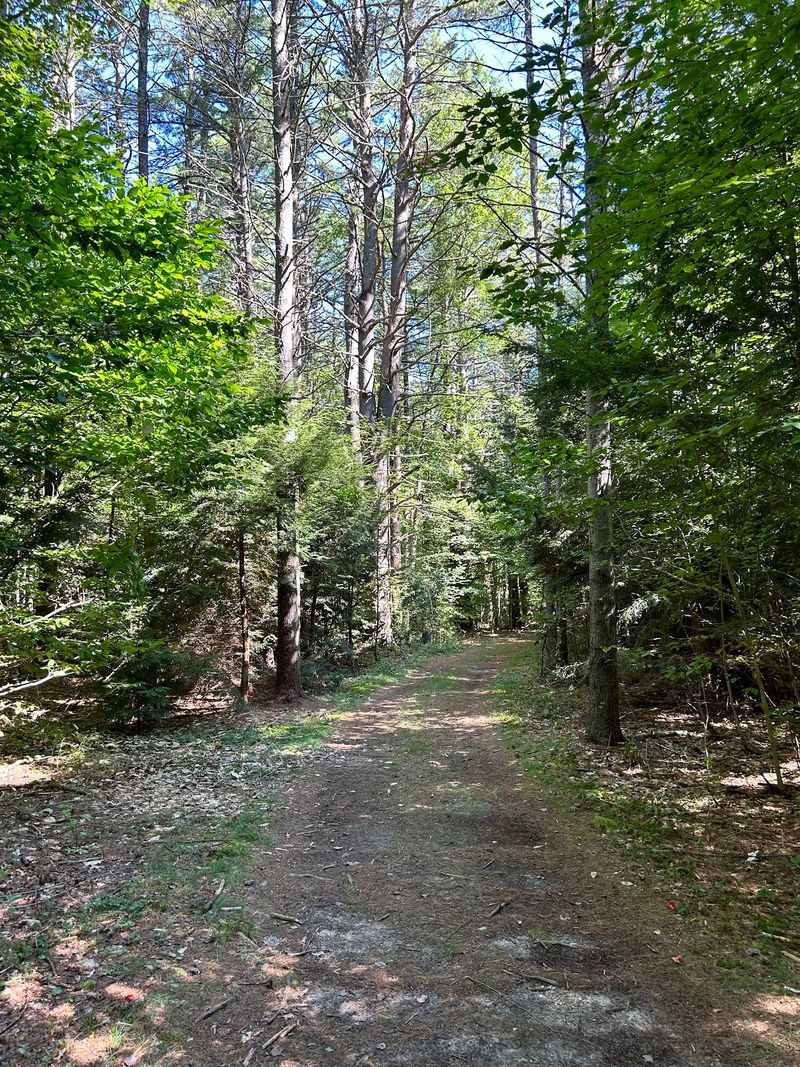 Trails Through Tall Woods