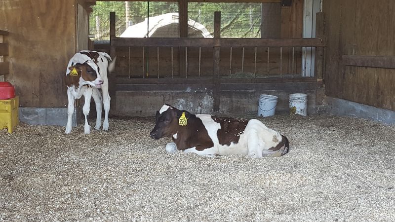 Cows With Better Beds Than Most Dorm Rooms