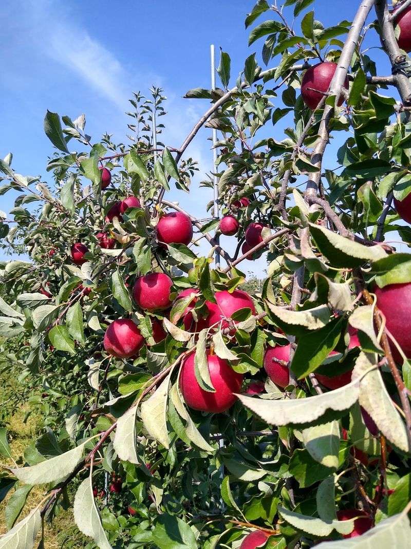 Early Apple Varieties Worth Waking Up For