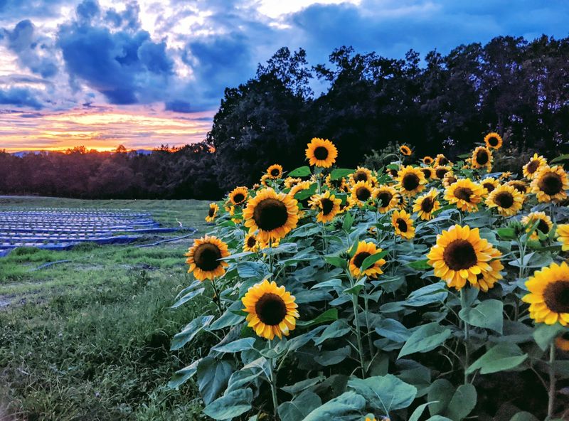 Fifty Thousand Sunflowers Turning Toward September