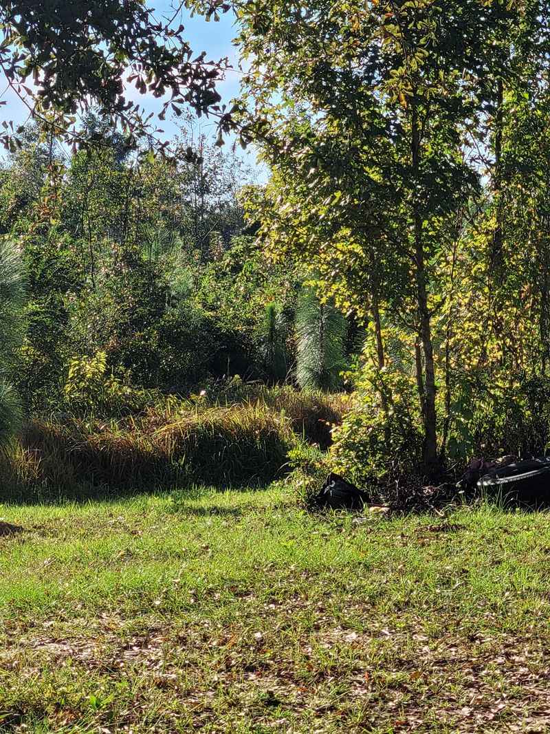 DeSoto National Forest Borders The Backyard