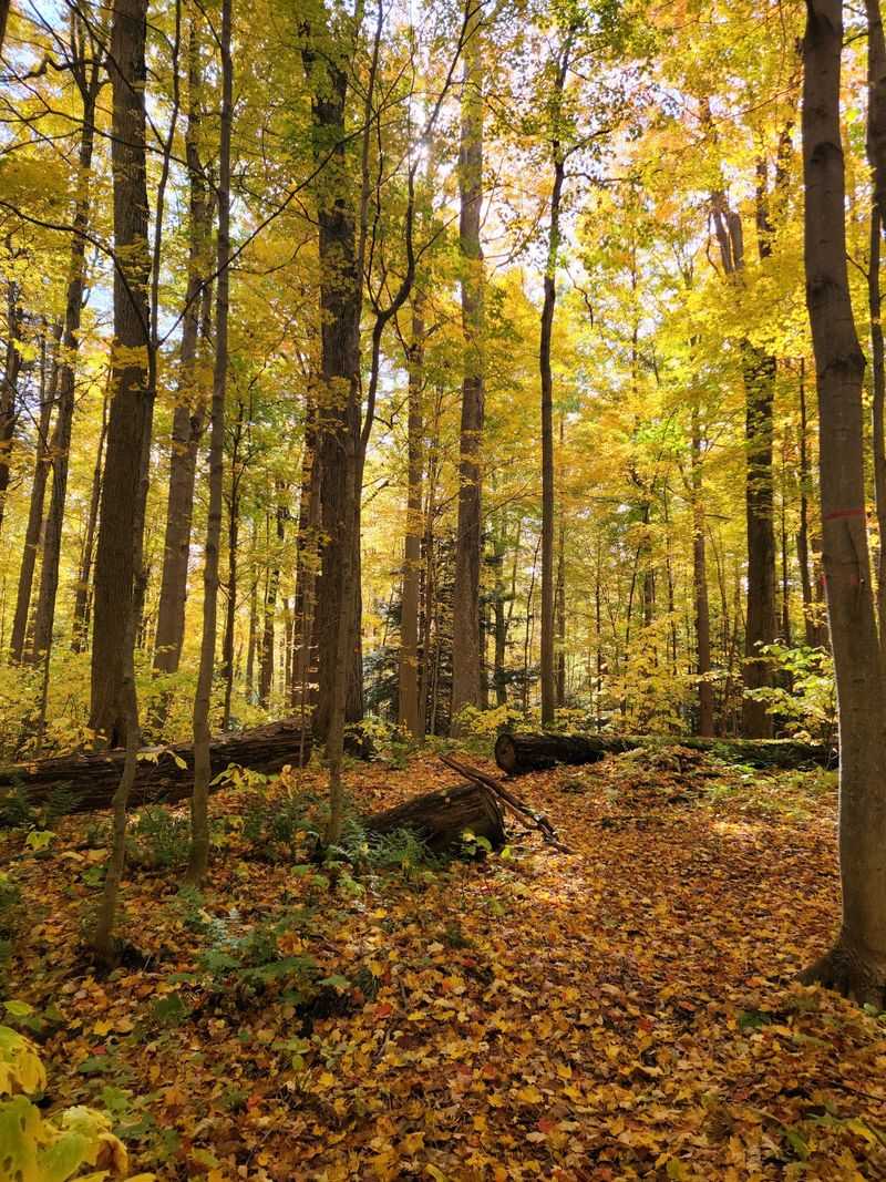 Trees That Predate The Nation
