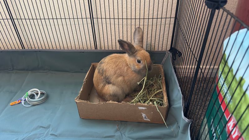 Rabbits, Guinea Pigs, And Other Small Companions