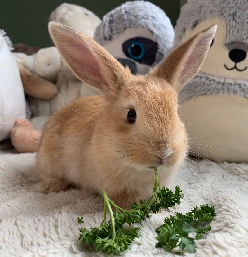 Learning Real Rabbit Care Before You Commit