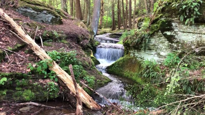 Forrest H. Dutlinger Natural Area