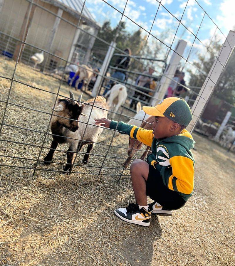Meet The Animals Up Close At The Petting Zoo