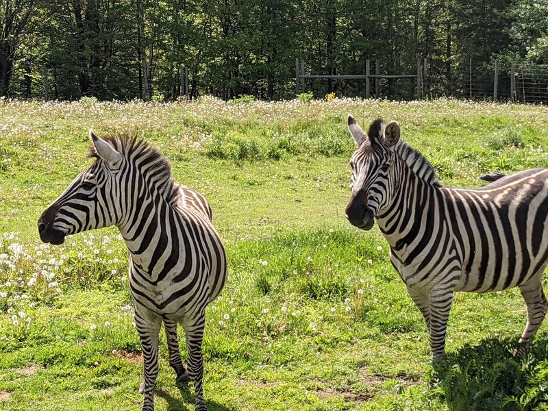 A Safari Tram Ride Through Open Animal Habitats