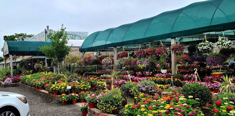 Flowers, Plants And Mums