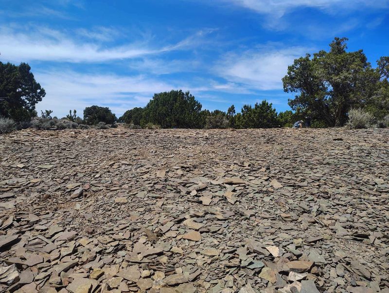 Oak Springs Trilobite Area