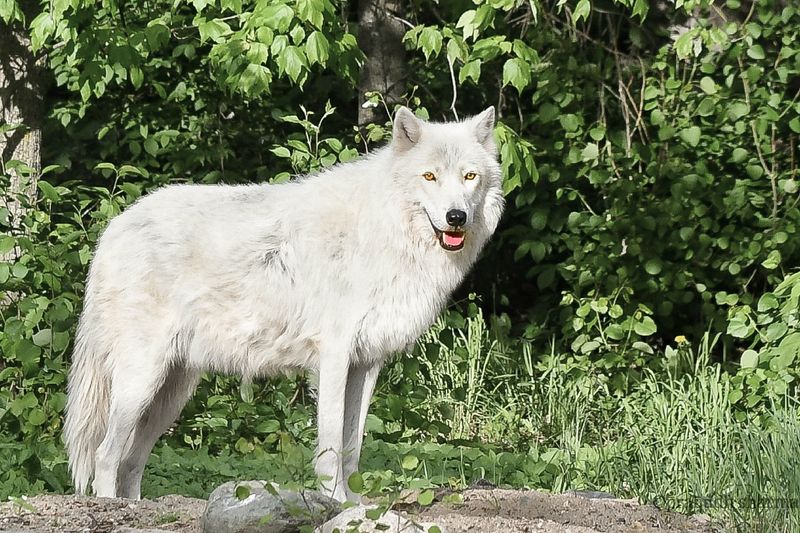 Where Wolves And Bears Live Up Close