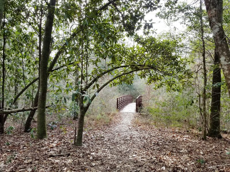 The Forest Around The Creek Is Its Own Adventure
