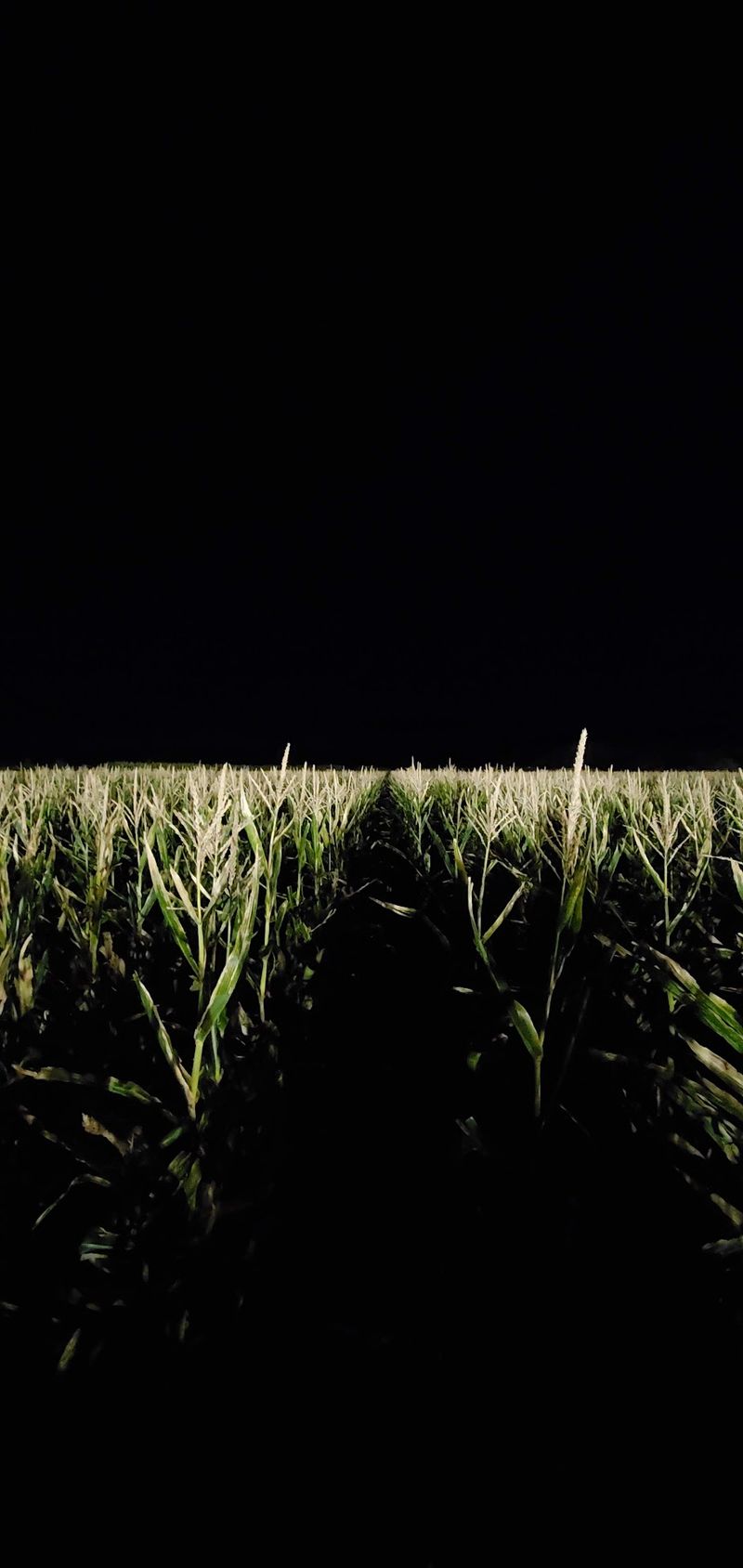 When The Corn Turns Creepy After Sunset