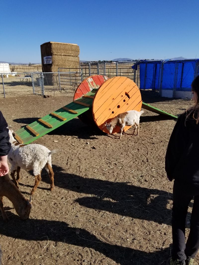 Goats, Alpacas, And Other Furry Locals