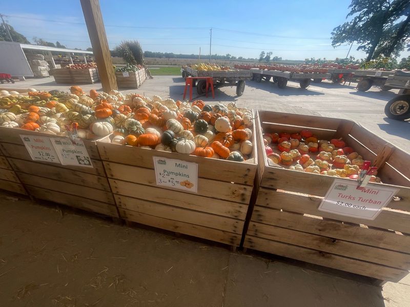 A Pumpkin Patch With Colors You Did Not Expect