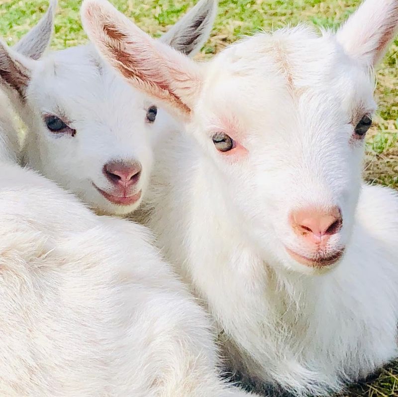 Warm And Fuzzy Animal Visits For The Softer Side Of Farm Life