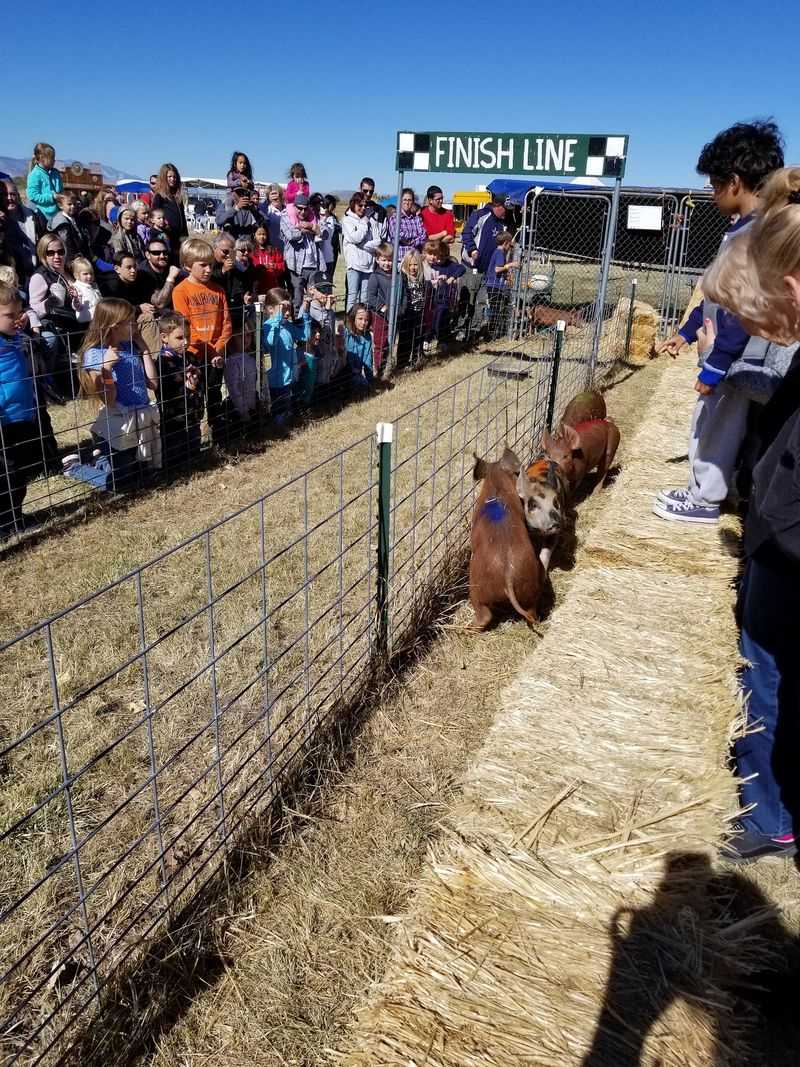 Pig Races And Weekend Extras