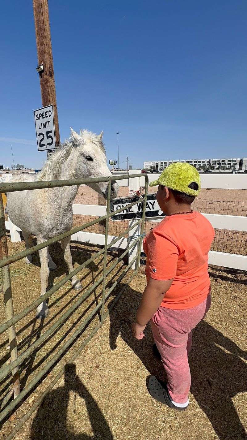 Horses And Donkeys Waiting At The Fence