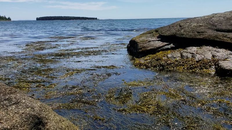 Tide Pools Worth Kneeling Down For