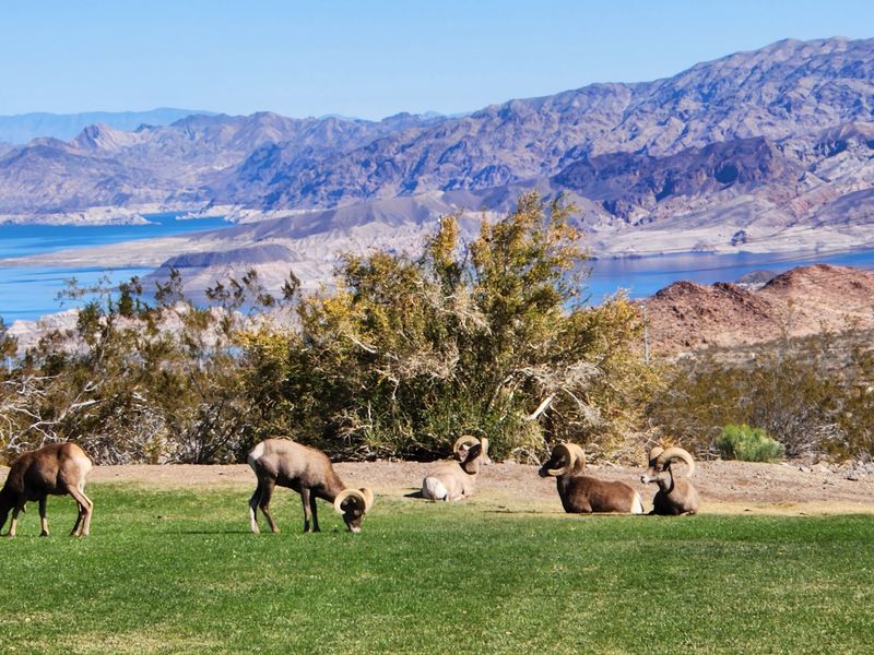 Meet Nevada's Official State Animal
