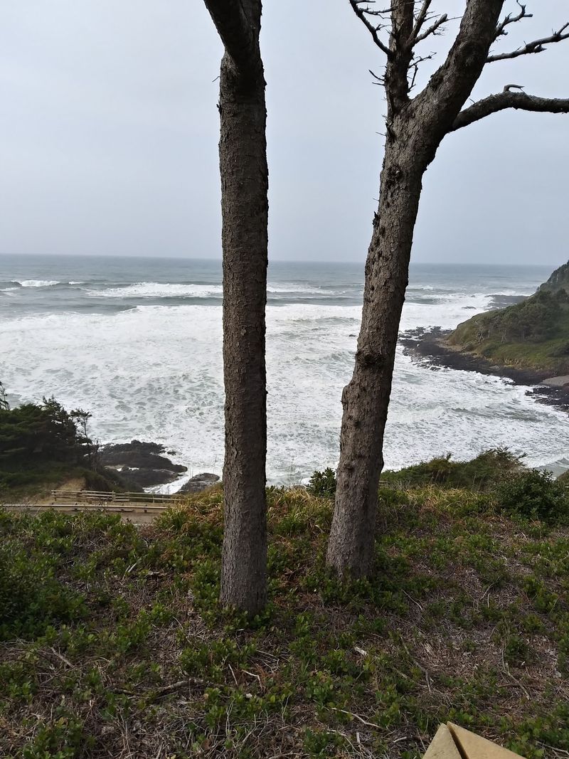 Old-Growth Forest Presses Close To Shore