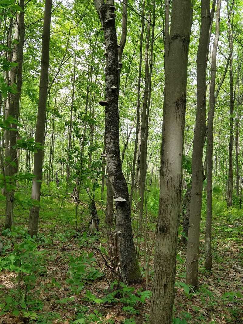 Indian Creek Nature Center - Canton