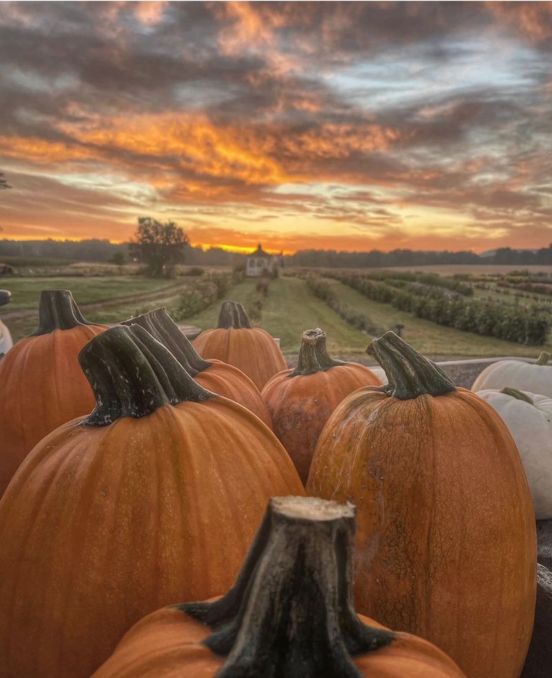 Pumpkins Crash The Party In October