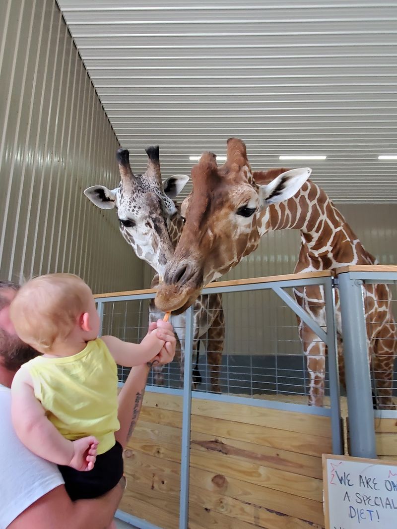Feeding Giraffes At Eye Level