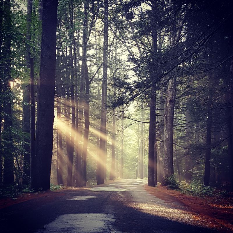 Mohawk Trail State Forest