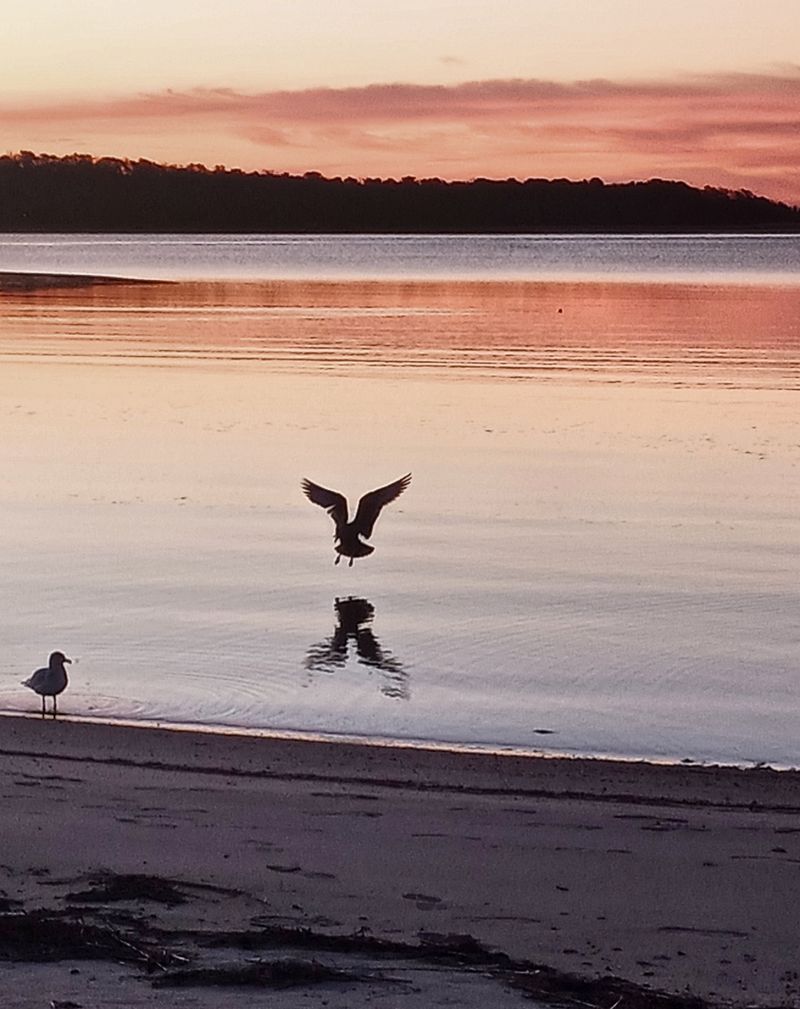 Swifts Beach 