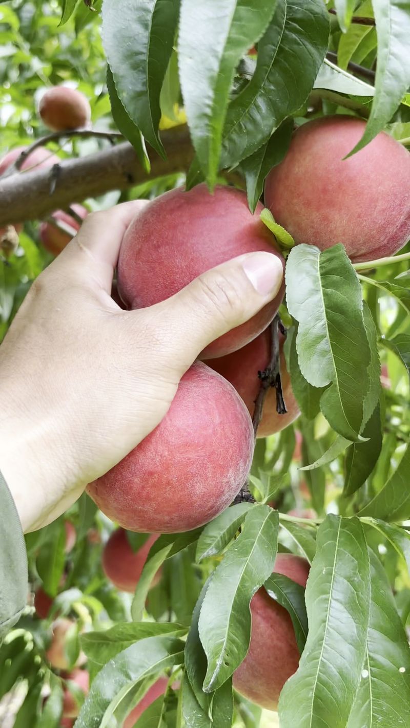 Peach Trees And Produce Waiting Nearby
