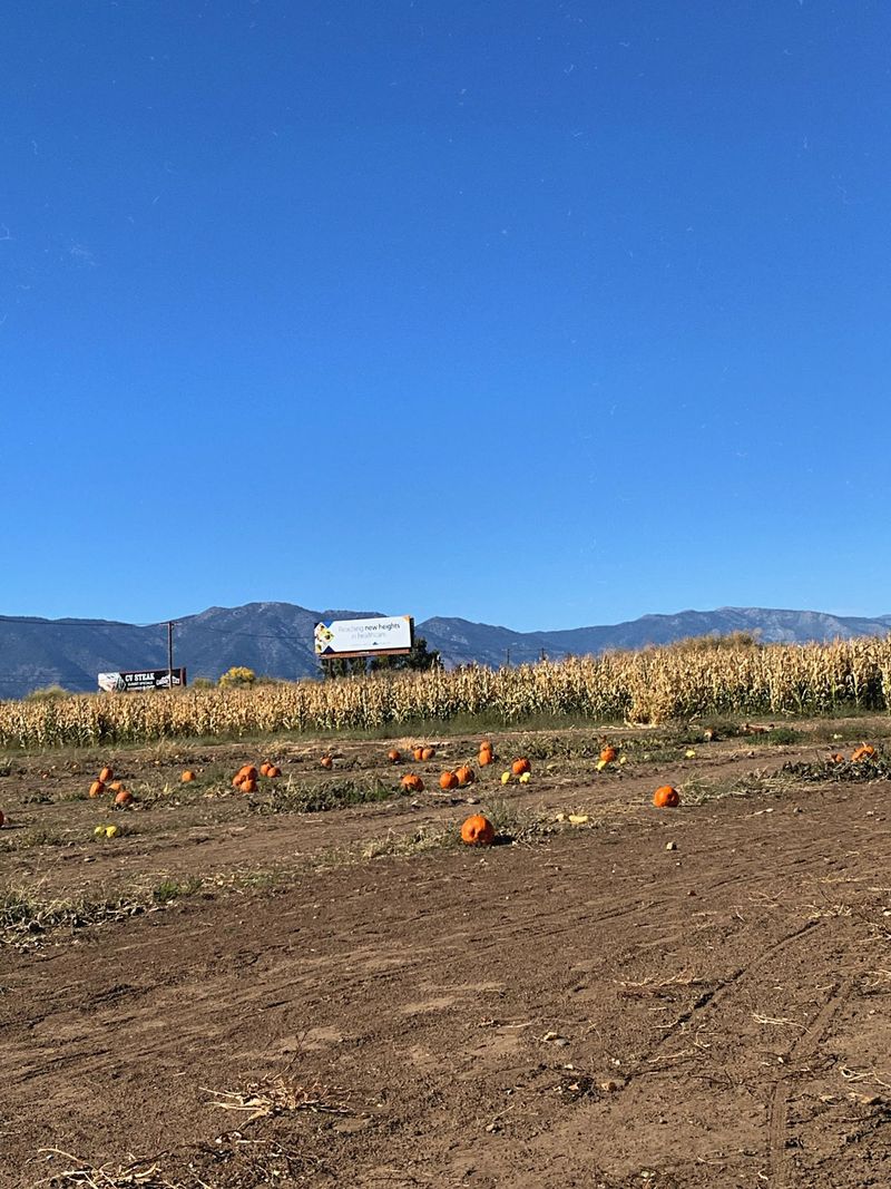 The Farm Stand Piled With Gourds
