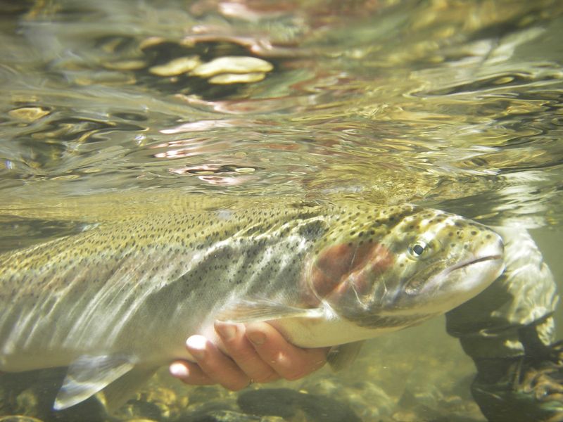 Steelhead Fishing Draws Anglers Worldwide