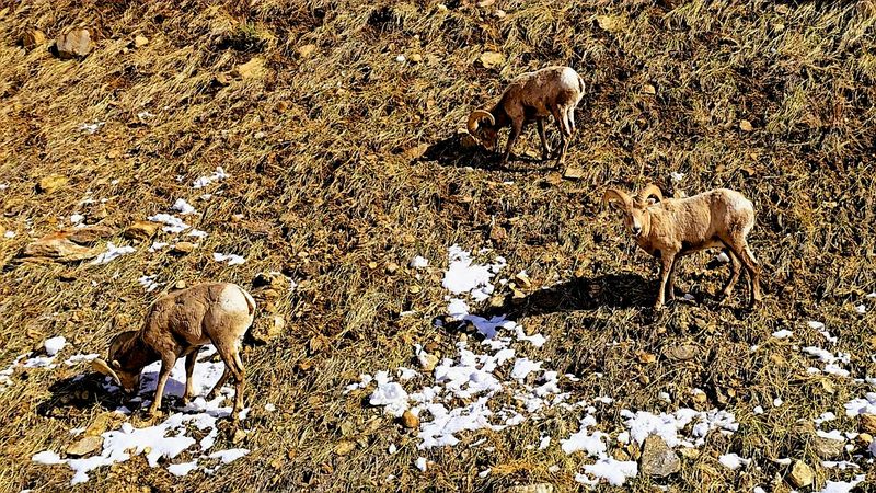 Wildlife That Shows Up Uninvited (In The Best Way)