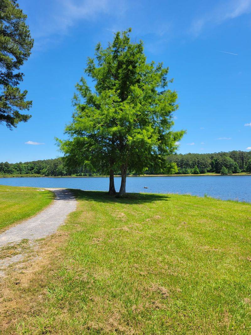 Conservation Efforts Protecting Natural Lake Habitats