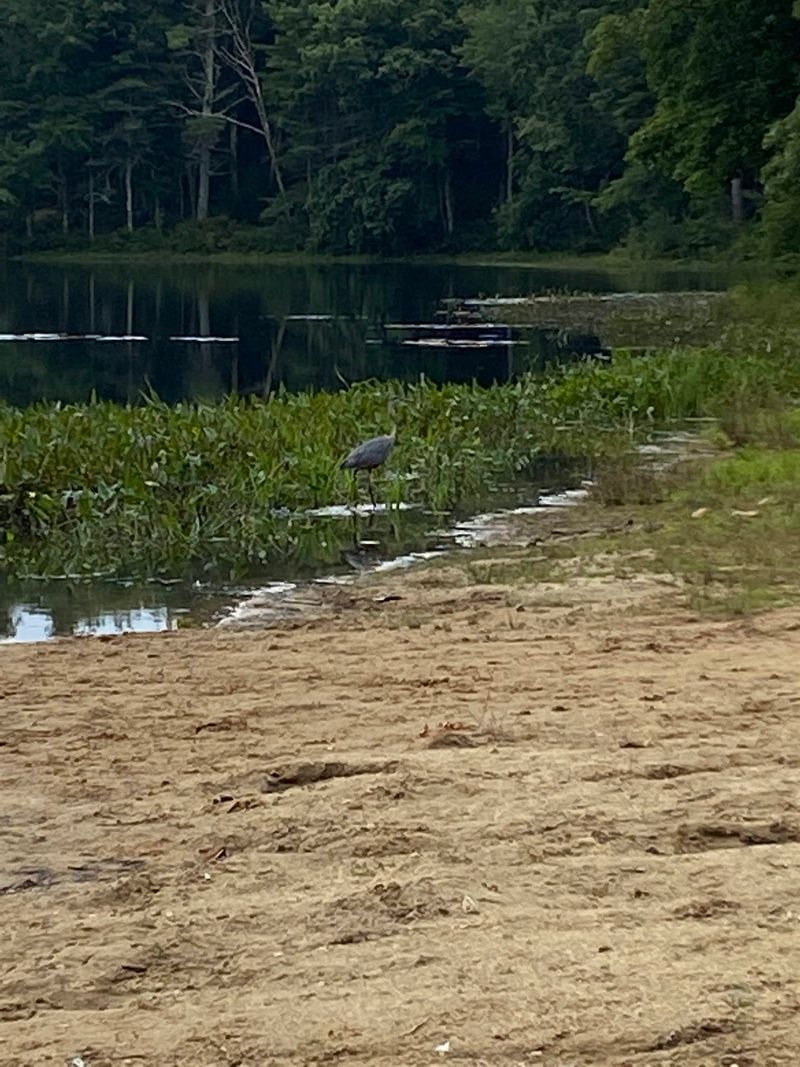 Wildlife Worth Watching For