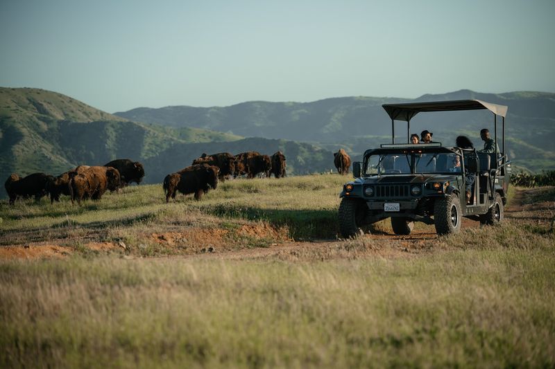 Wild Bison On The Hills