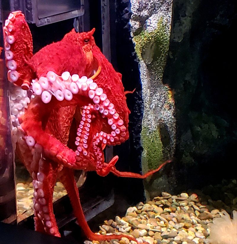 Jellyfish, Dragons, And One Very Clever Octopus