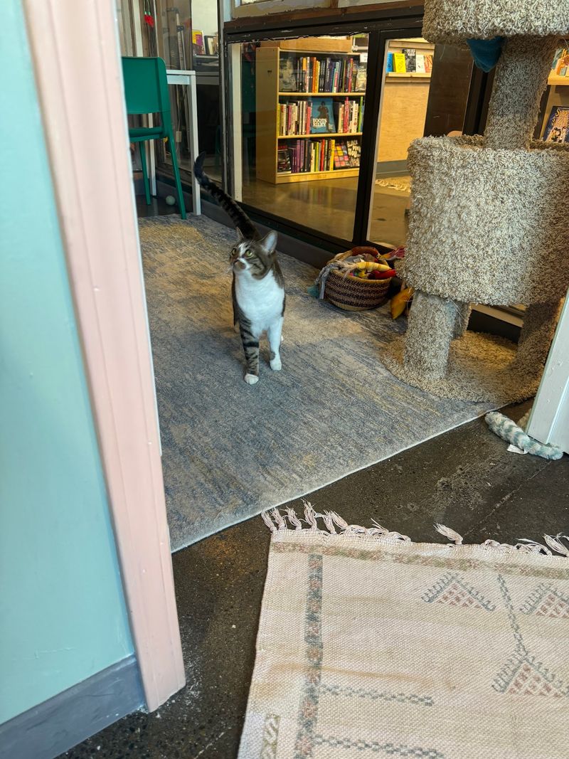 Behind the Recycled Window Frames Lives the Cat Lounge