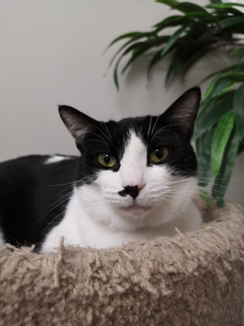 Senior Cats Who Deserve A Second Look