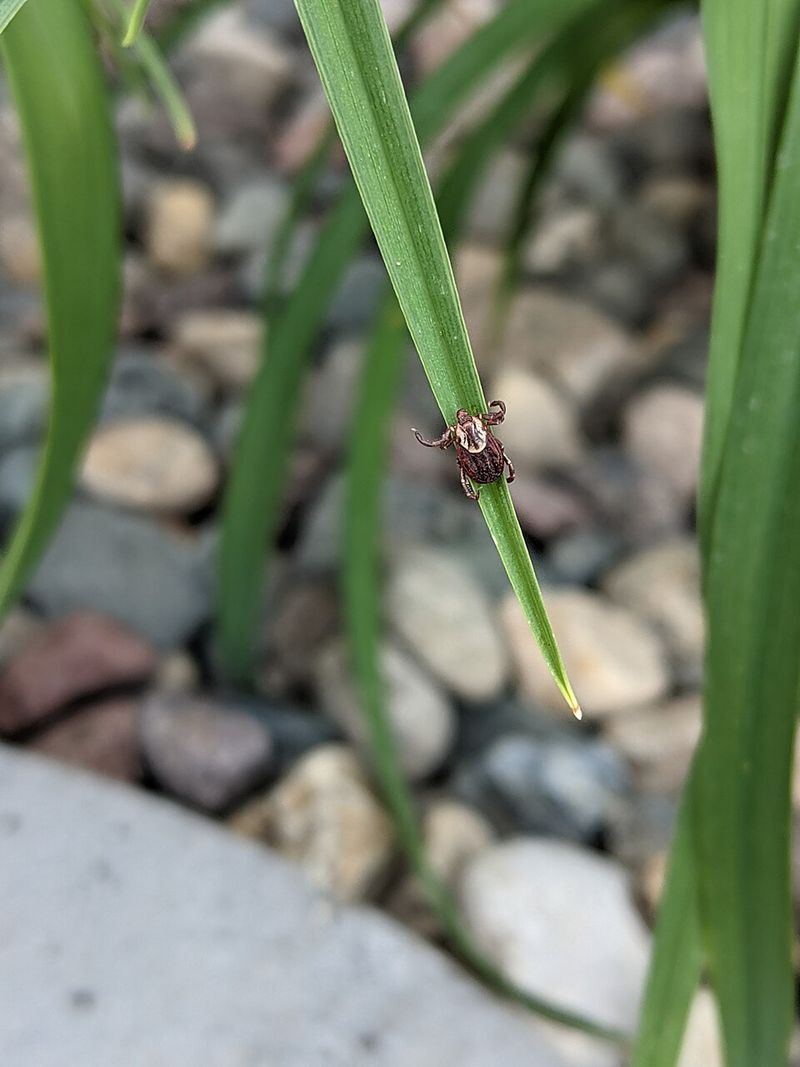 What A Tick Actually Is