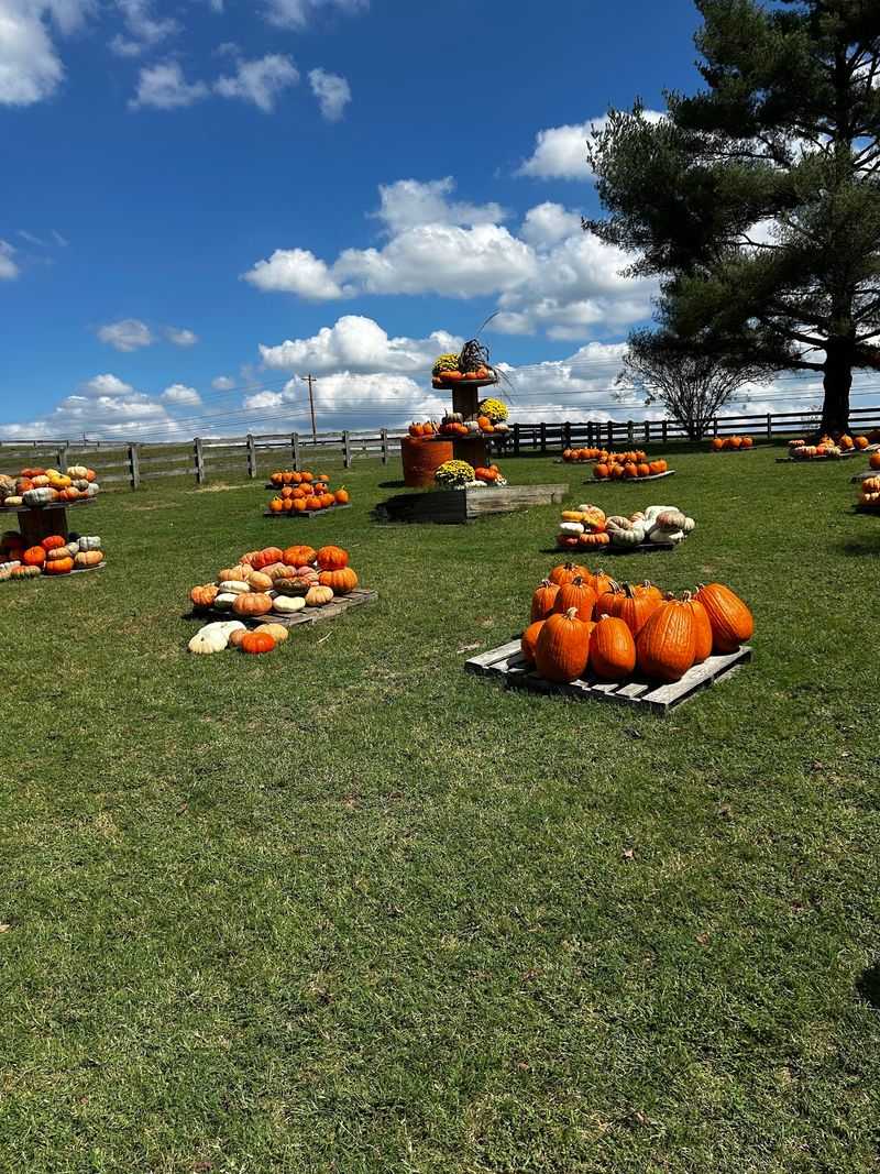 The Fall Pumpkin Patch That Draws Families Back Every Year
