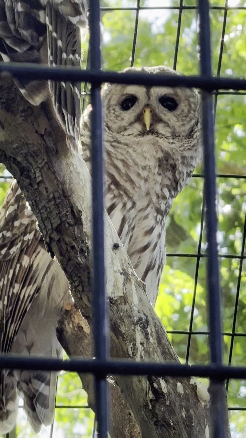Rehabilitation Work That Sends Animals Back To The Wild
